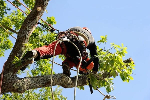 Élagage et abattage d'arbre à Machecoul-Saint-Même